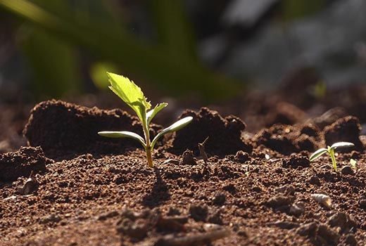 Nacimiento_de_una_planta_humus_de_lombriz