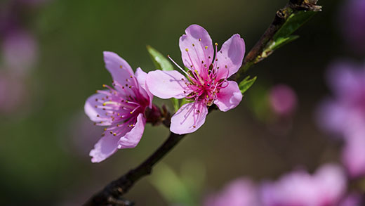 Flores_cultivadas_con_humus_de_lombriz