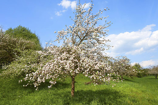 Humus_de_lombriz_para_los_árboles