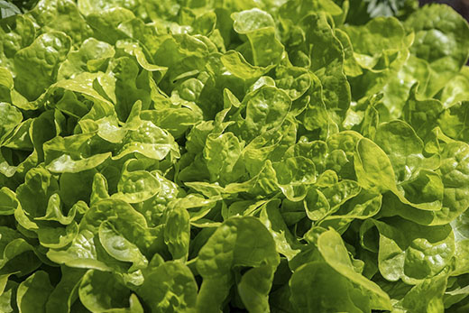 Hojas_verdes_de_plantas_de_huerta