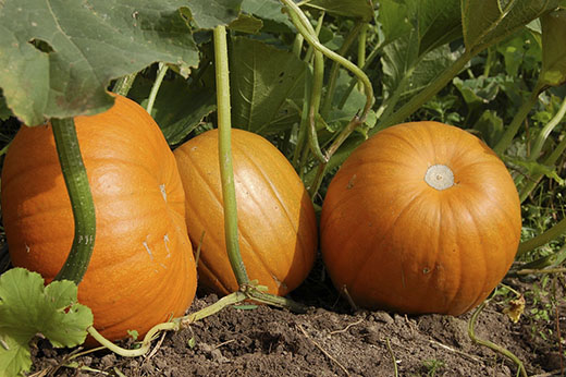 Calabazas