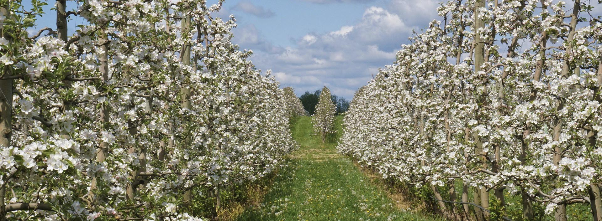 Campo_de_árboles_en_floración