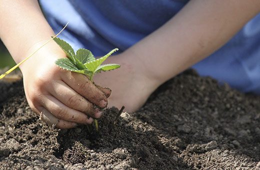 Manos_infantiles_cultivando_un_plantón
